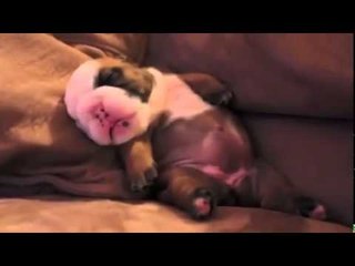 English Bulldog Puppy Dreaming