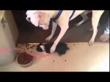 Tiny dog defends his food bowl from hungry pit bull!