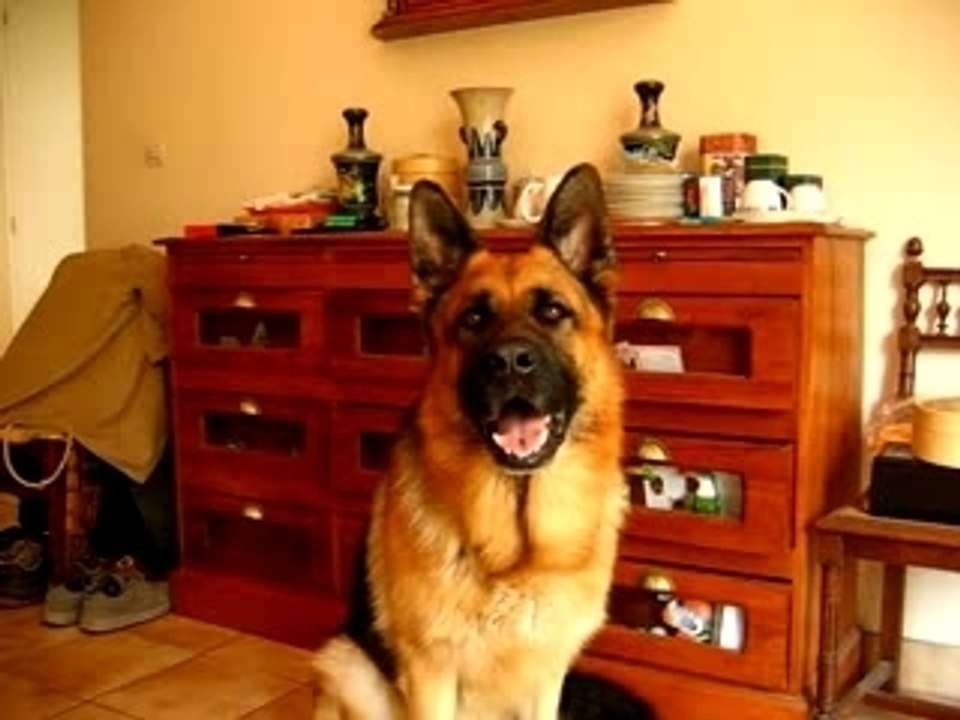 Cooper aboie sur demande