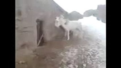 VID-20160213-WA0206_mpeg4