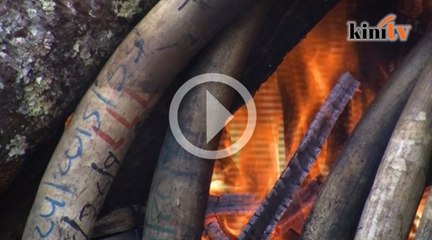 2.6 tan gading gajah dicuri dari Tanzania di bakar