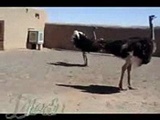 VID-20160213-WA0185_mpeg4