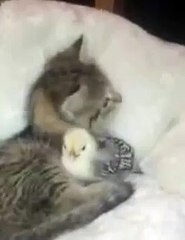 Chick and Kitten Friendship
