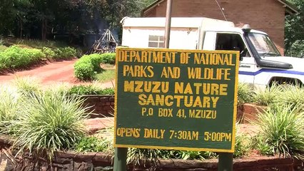 Le Malawi brûle 2,6 tonnes d'ivoire en provenance de Tanzanie