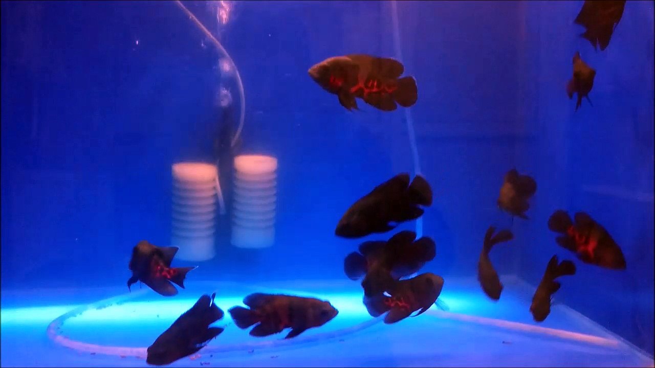 8 Cm'lik Astronot Balıkları