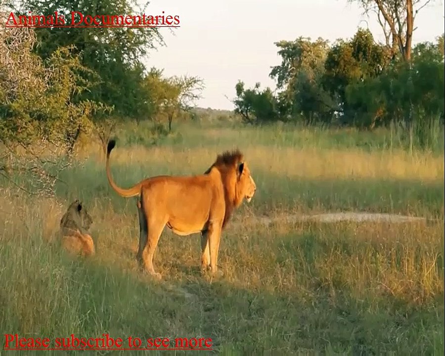 Eagle Vs Dog ,  Eagle Vs. Deer , Eagle Vs. Snake ,  Animals Compilation , Elephant interrupt the mating of lions , Group of Buffalo Kills Lion   Lion attack by Buffalos