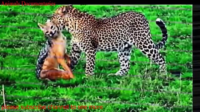 Animals Documentaries Chiruta Attack Monkeys l Chiruta Attacks Fox l Lion Attack Lion l