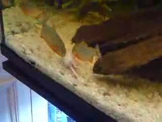 Pijania en plein repas