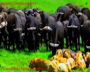 Group of Buffalo Vs Lion _ Lion attacks _  Buffalos fights _ Animal Compilation Video ! Highlights of the day at Inyati Game Lodge