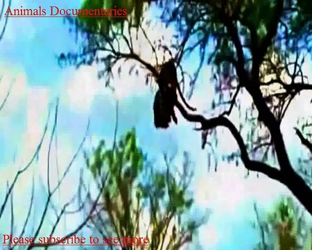 Lion vs Hyena Hyena vs Lion Fight Crazy Animals Attack Rhino vs Elephant Real Duel Animal DOCU Lion Vs Buffelow l Buffelow Vs Lion l Attacks l Animal Documentary Video !