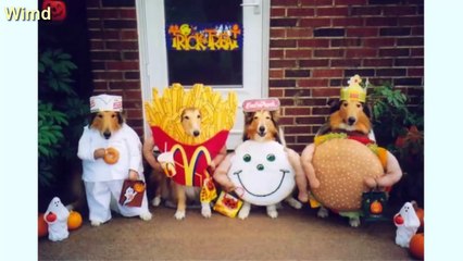 60 spectacularly spooky costumes you shoud buy for your pet | Funny animal photo 2016