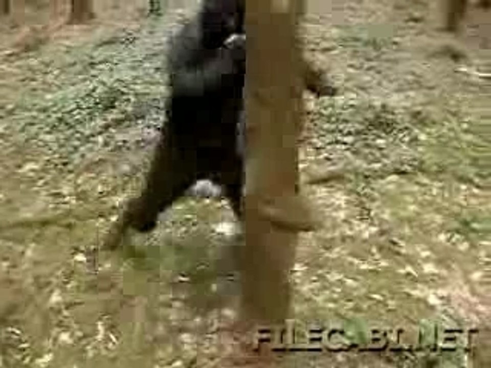 ninja fou ville