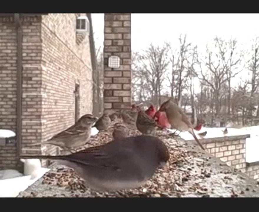 Birds Are enjoying The Beautiful Winter