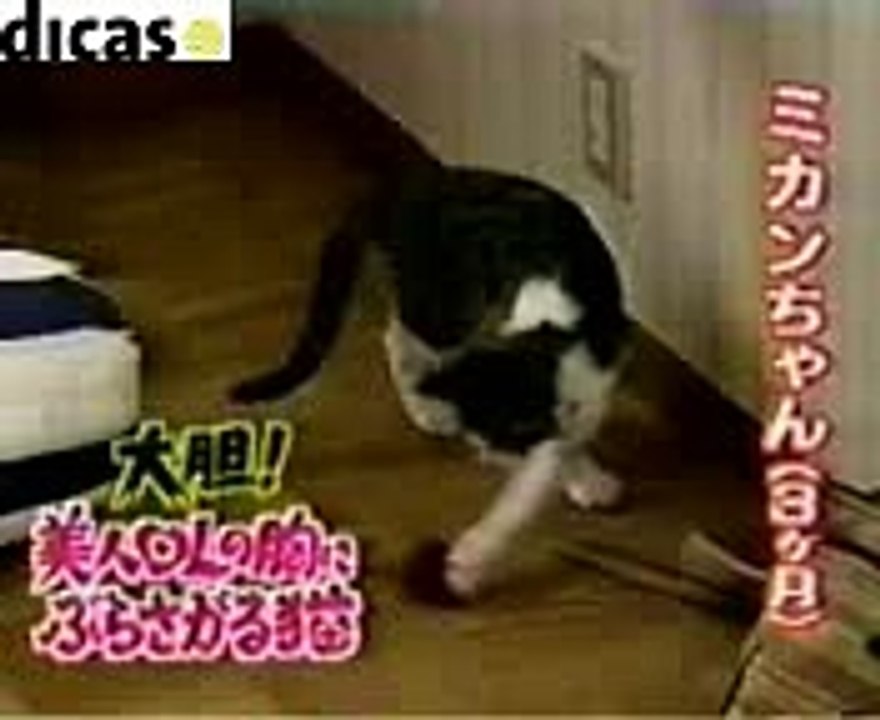 girl feed cat
