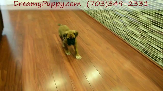 Dreamy Puppy Reviews & Investigation - Boxer Boy