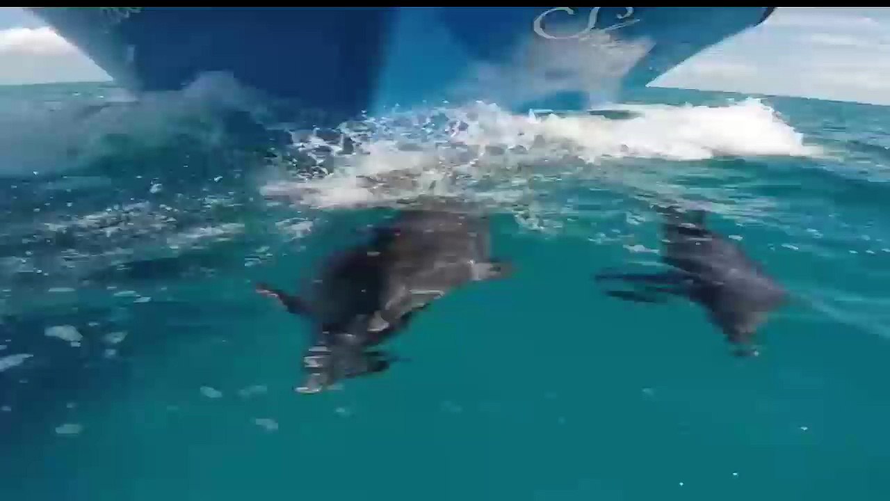 Dolphins Swimming in front of Boat