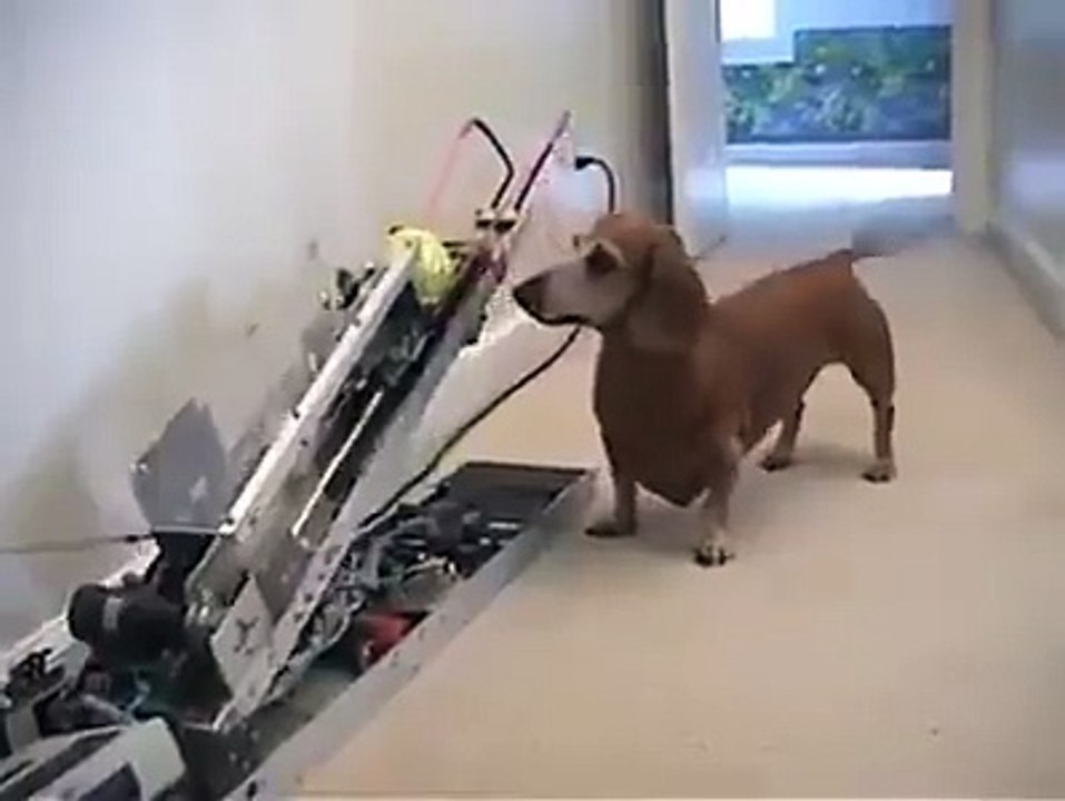 good dog