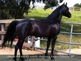 2013 Araloosa Foals video