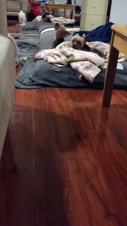 老犬さゆりちゃんの叫び声