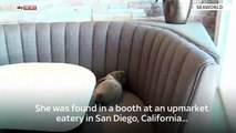 Hungry Sea Lion Takes A Seat At San Diego Seafood Restaurant