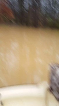 Un homme sauve des opossums sur le point de se noyer en pleine inondation