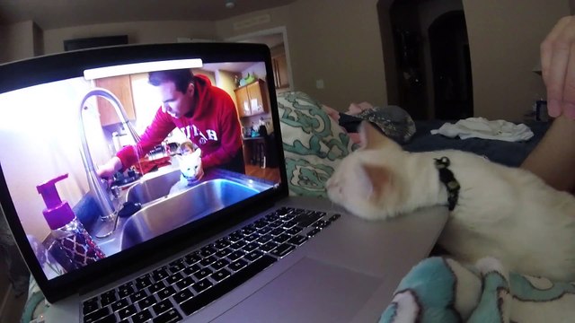 Un chat reste auprès de son maitre pendant toute sa convalescence. Trop mignon...