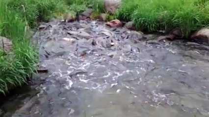Un labrador qui rêvait d’être un poisson!