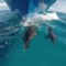 Petite course entre des dauphins et un bateau