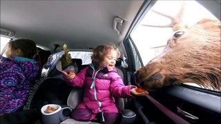 Little kids wonderful reaction to feeding huge elk bull