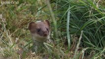 Stoat kills rabbit ten times its size