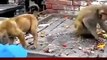 Viral Video of a Monkey Annoying a Dog -  Animals Videos