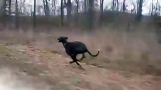 Great Dane Reaches Speeds of 30mph!