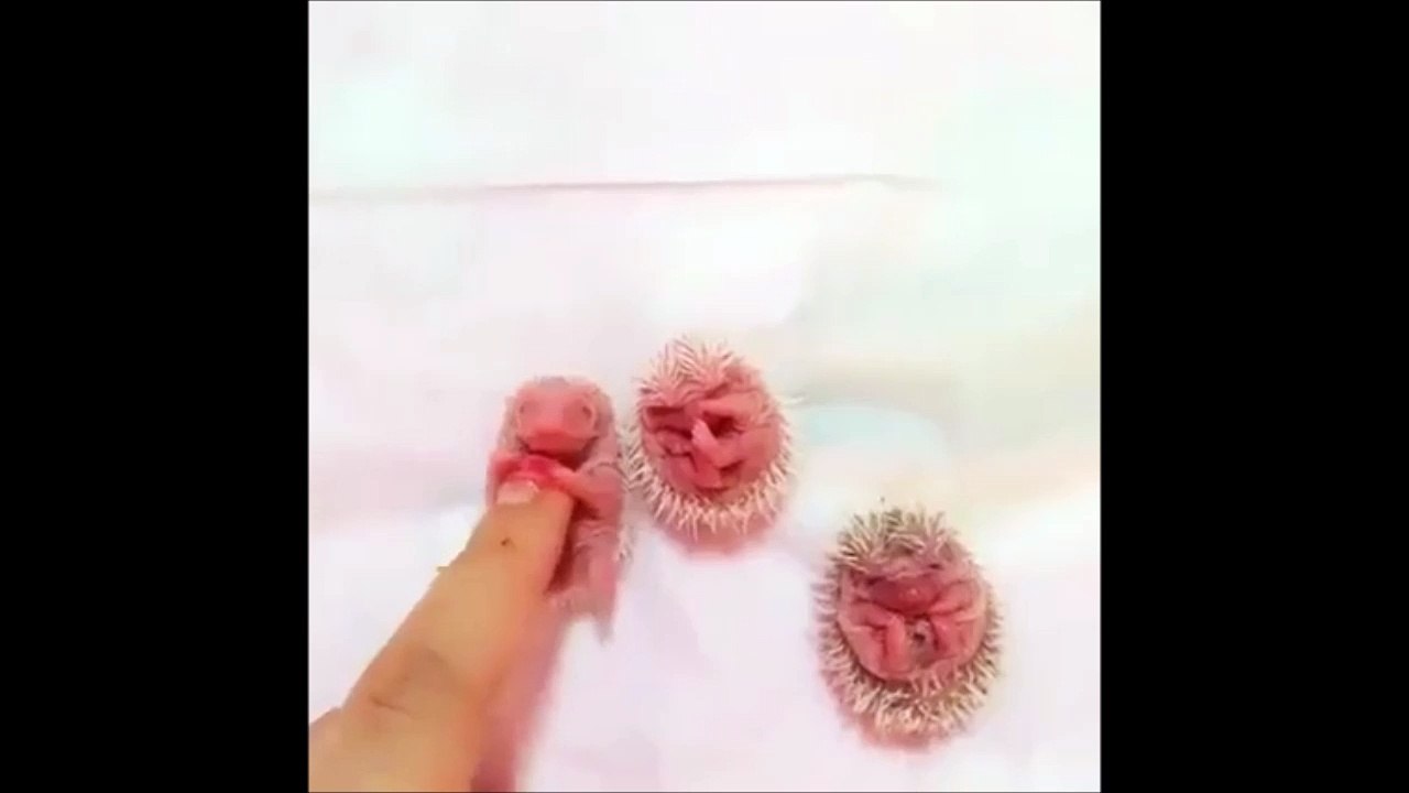 Des bébé hérissons tellement adorables!