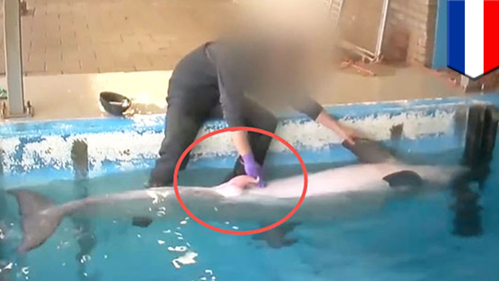 Dolphin filmed getting a tugjob to de-stress at Dutch dolphinarium -  video Dailymotion