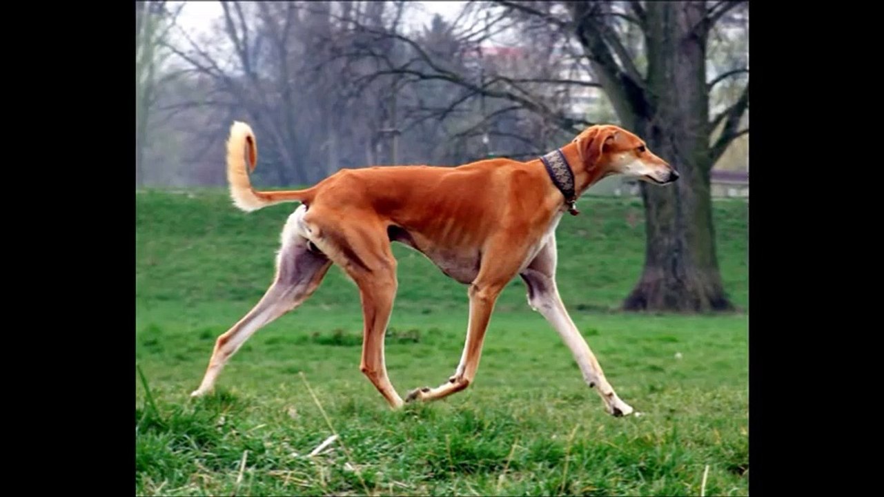 TOP 10 EXPENSIVE DOGS