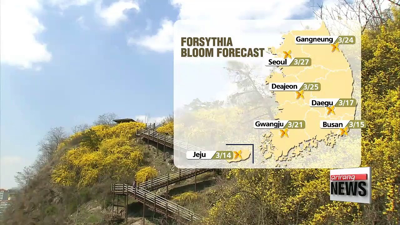 Spring flowers in Korea blooming earlier than before