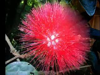 The Most Amazing Beautiful Strange Flowers in the World