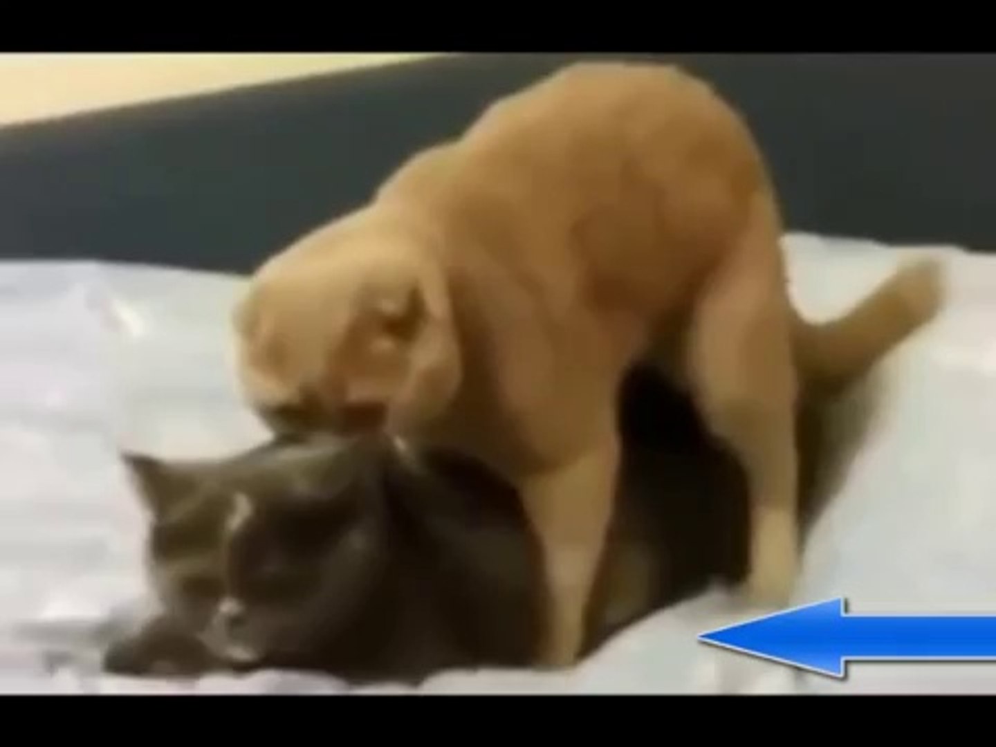 سكس رجل مع حيوان
