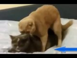 كلب يغتصب قطه جنسيا القط يردبالمثل | Mating cats and dogs