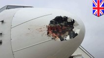Birds on a plane! Bird strike leaves bloody mess on EgyptAir flight