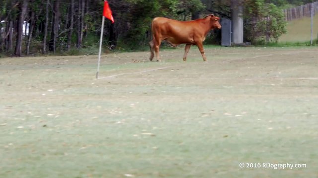 Des jeunes footballeurs chargés par un taureau