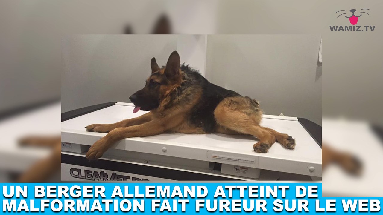 Un berger allemand atteint de malformation fait fureur sur le web ! Tout de suite dans la minute chien #159
