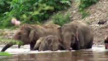 Si avvicina a un branco di elefanti in acqua, ma guardate cosa succede...