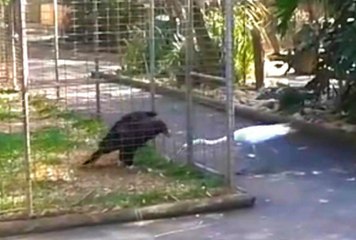 Crane Messes With The Wrong Eagle!