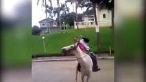 Un gars bourré pas trop en état pour monter sur un cheval