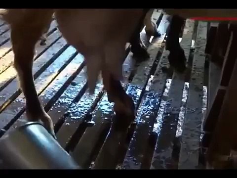 حليب الماعز | اكبر كم من الحليب من انتاج ماعز اصلى