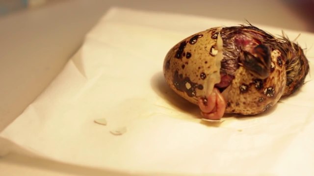 Il couve des oeufs achetés au supermarché et deux semaines plus tard...