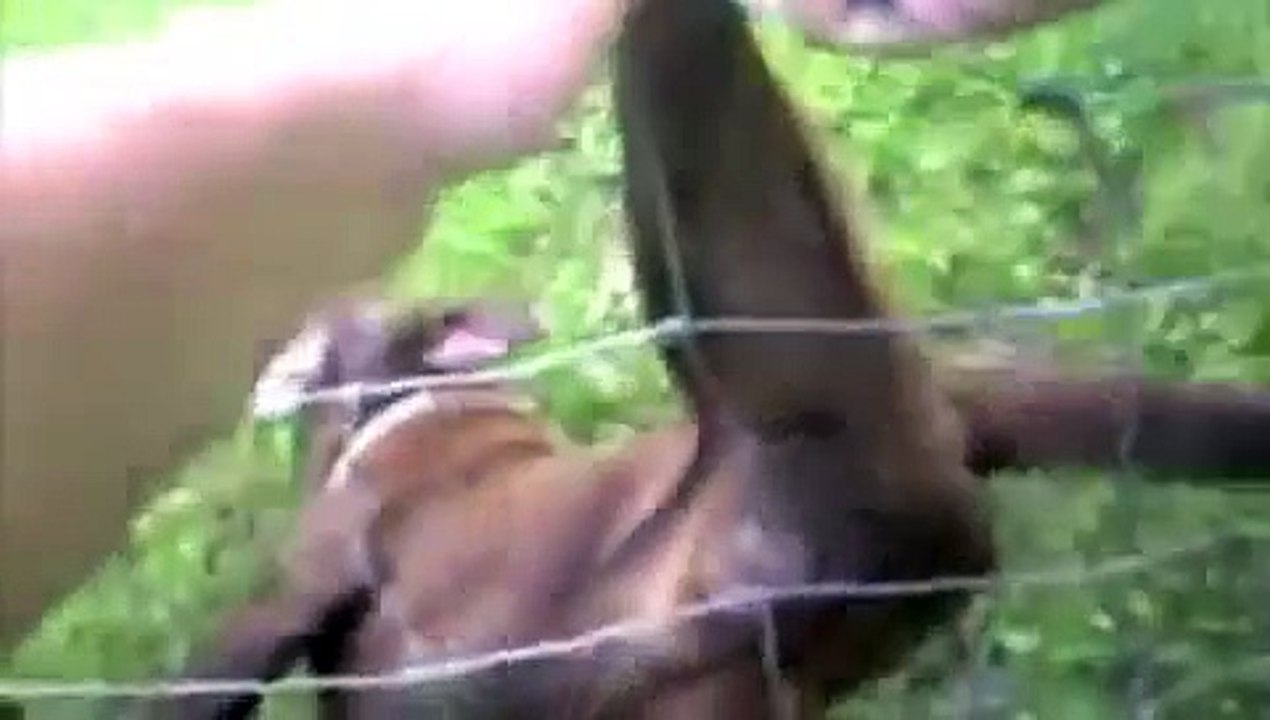 cao regatado legendado