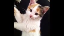 Top 10 Kitten Yawns - Cutest Kittens - Lovely Cat Videos - Cat Fails - 2015