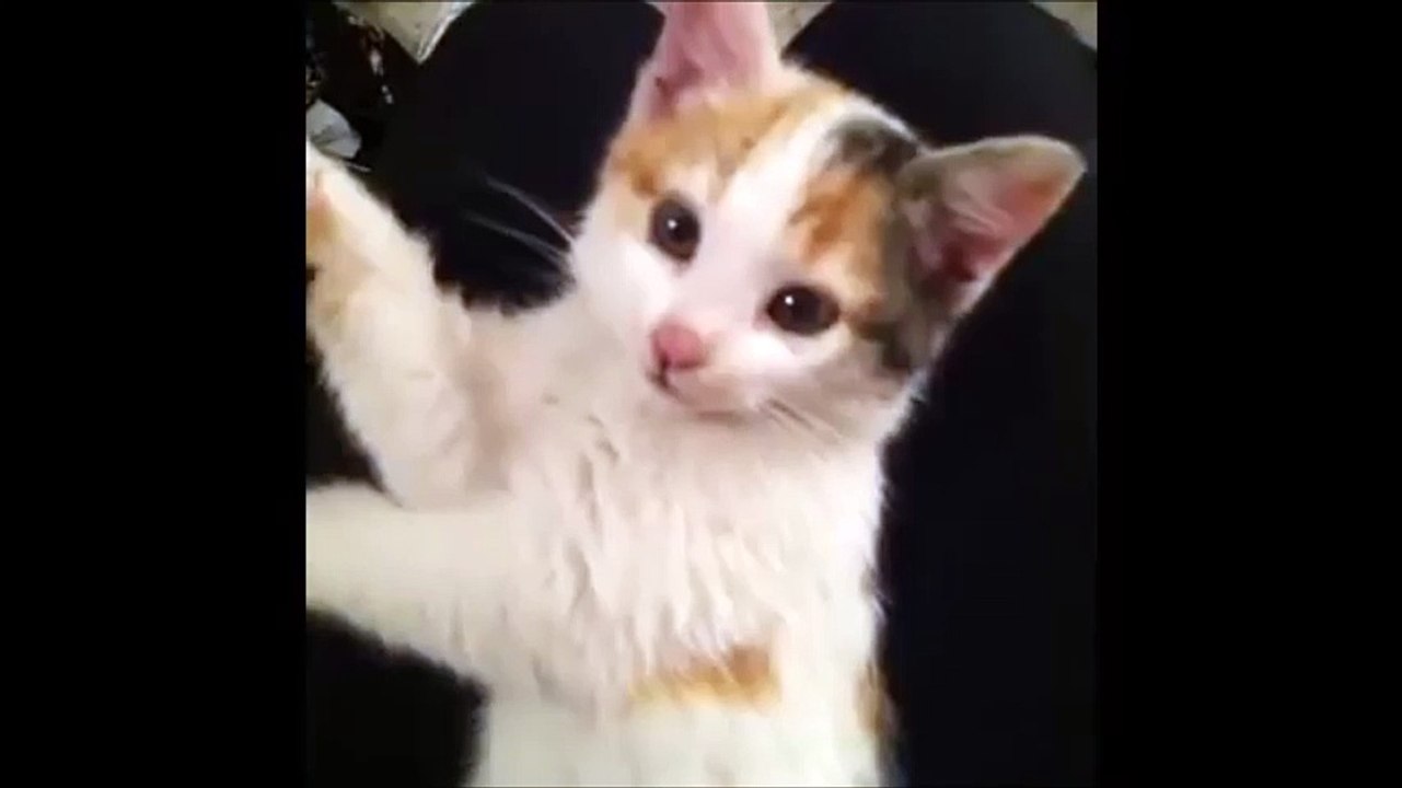 Top 10 Kitten Yawns - Cutest Kittens - Lovely Cat Videos - Cat Fails - 2015